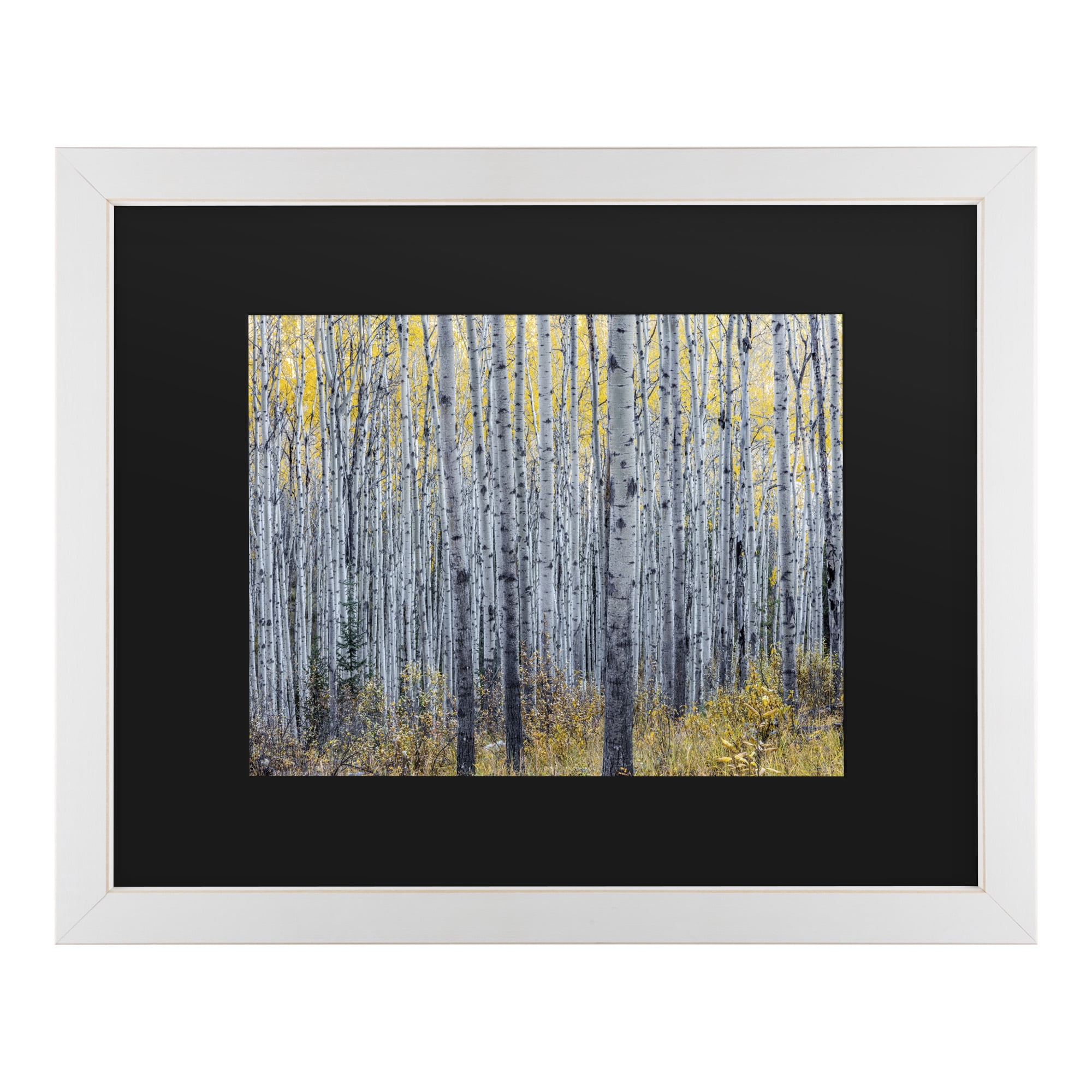 Trademark Fine Art 'Forest of Aspen Trees' Canvas Art by Pierre Leclerc