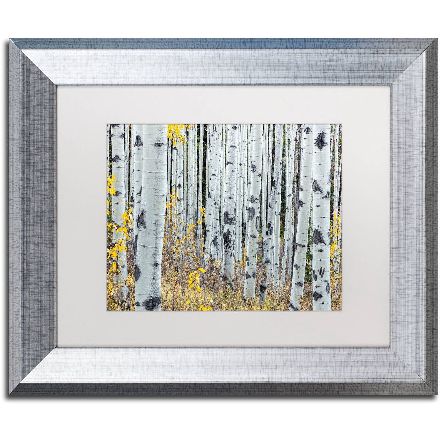 Trademark Fine Art 'Forest of Aspens' Canvas Art by Pierre Leclerc, White Matte, Silver Frame
