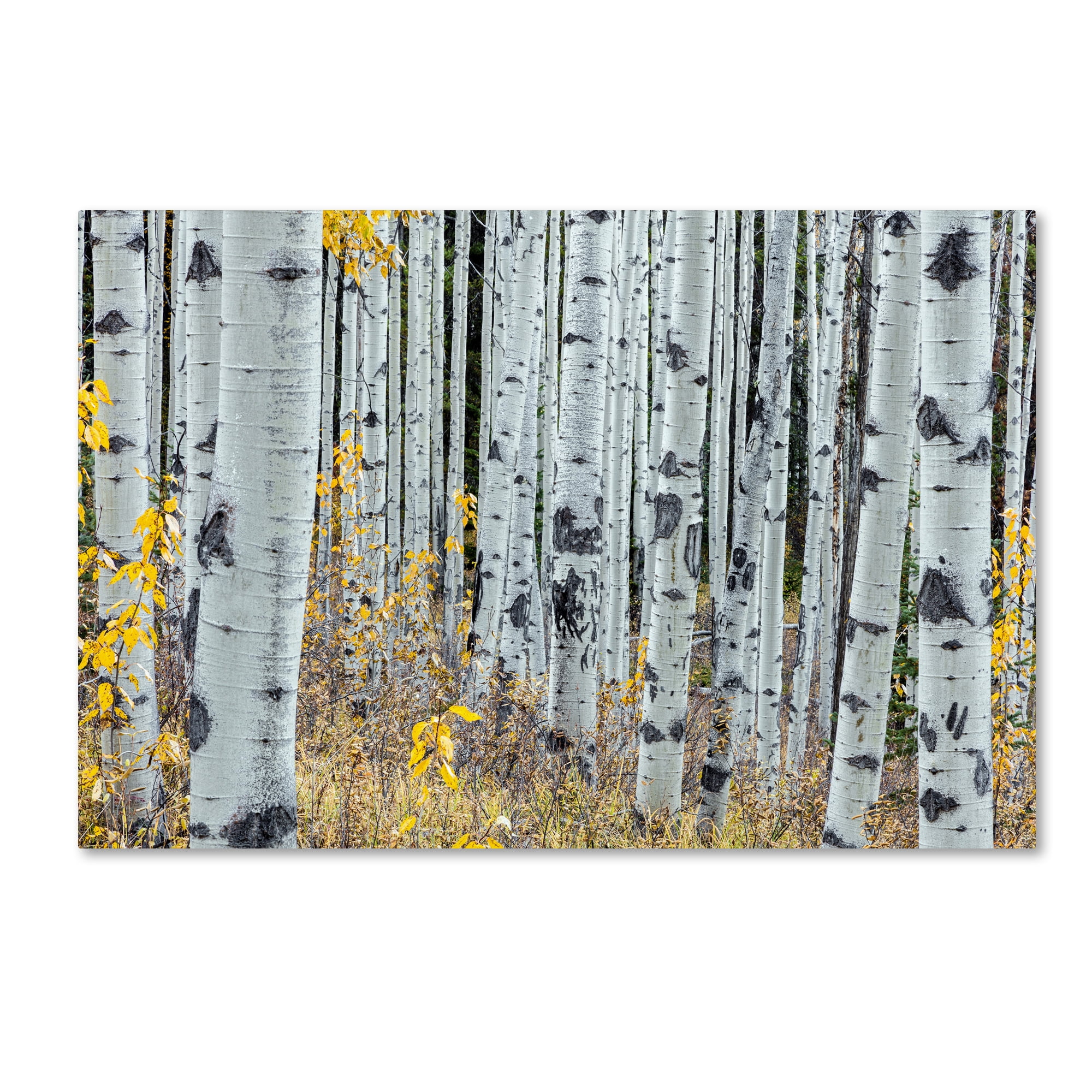Pierre Leclerc 'Forest of Aspens' Canvas Art 16 x 24