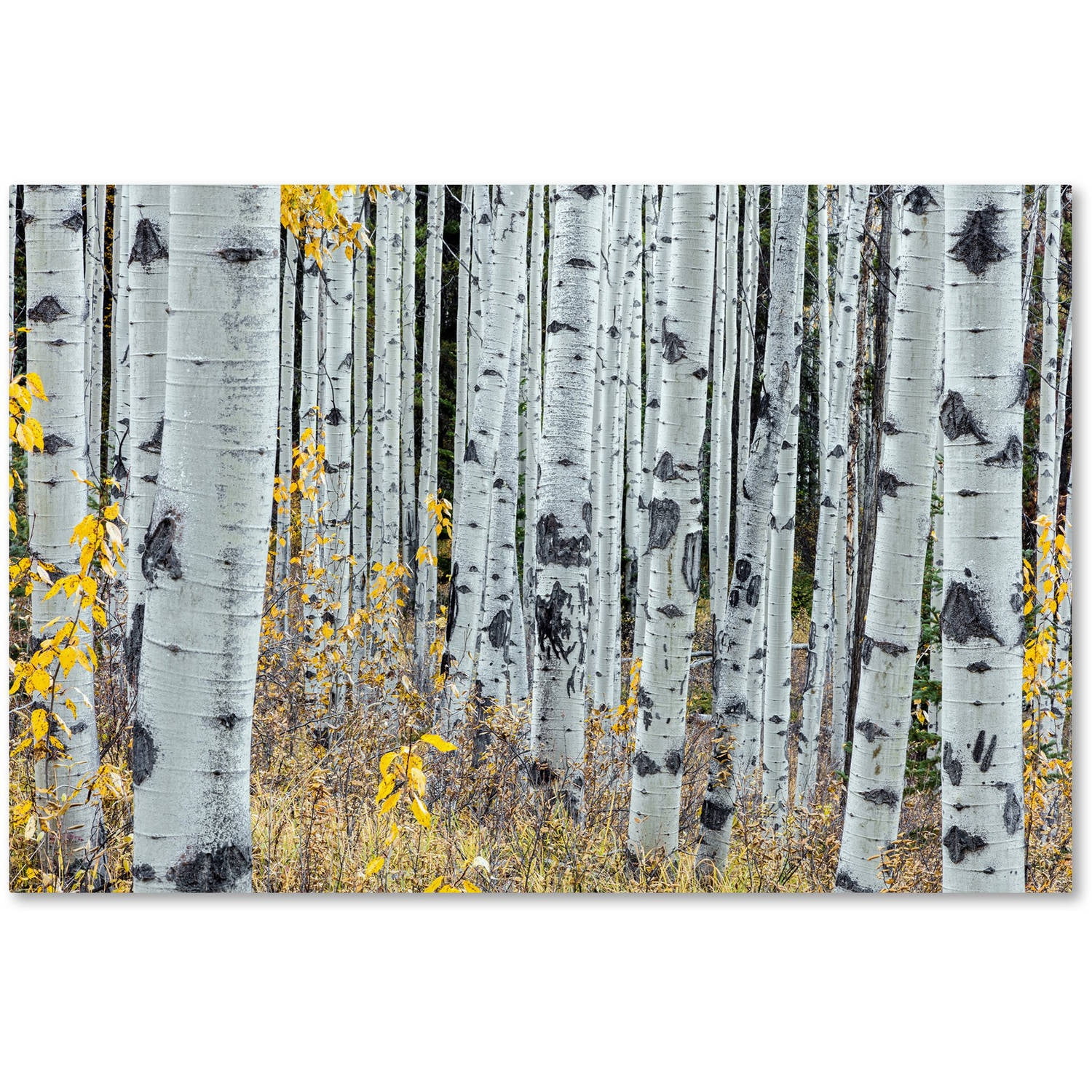 Trademark Fine Art 'Forest of Aspens' Canvas Art by Pierre Leclerc