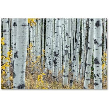 Trademark Fine Art 'Forest of Aspens' Canvas Art by Pierre Leclerc