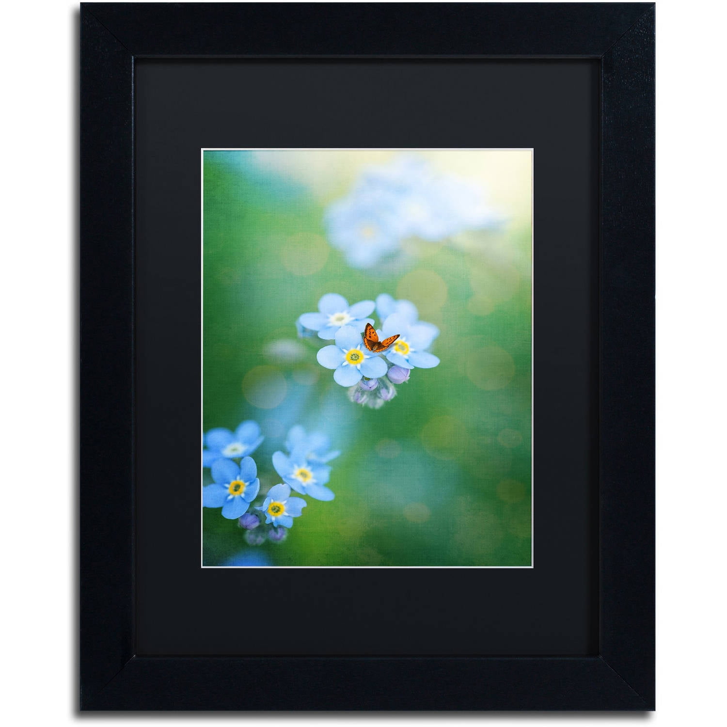 Trademark Fine Art "Forget-Me-Not" Canvas Art by Philippe Sainte-Laudy, Black Matte, Black Frame