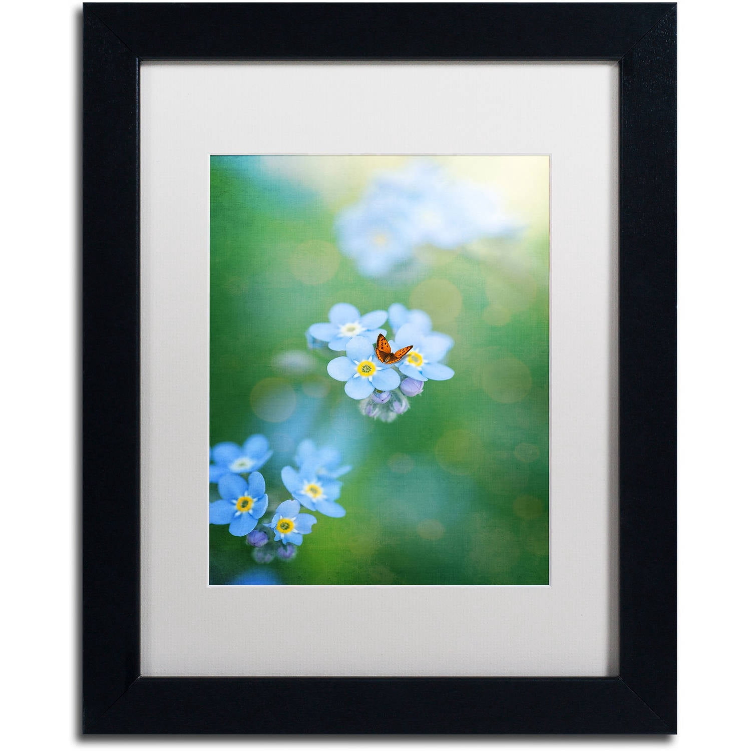 Trademark Fine Art "Forget-Me-Not" Canvas Art by Philippe Sainte-Laudy, White Matte, Black Frame