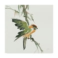 thumbnail image 1 of Trademark Fine Art 'Formosan Firecrest' Canvas Art by Chris Paschke, 1 of 3
