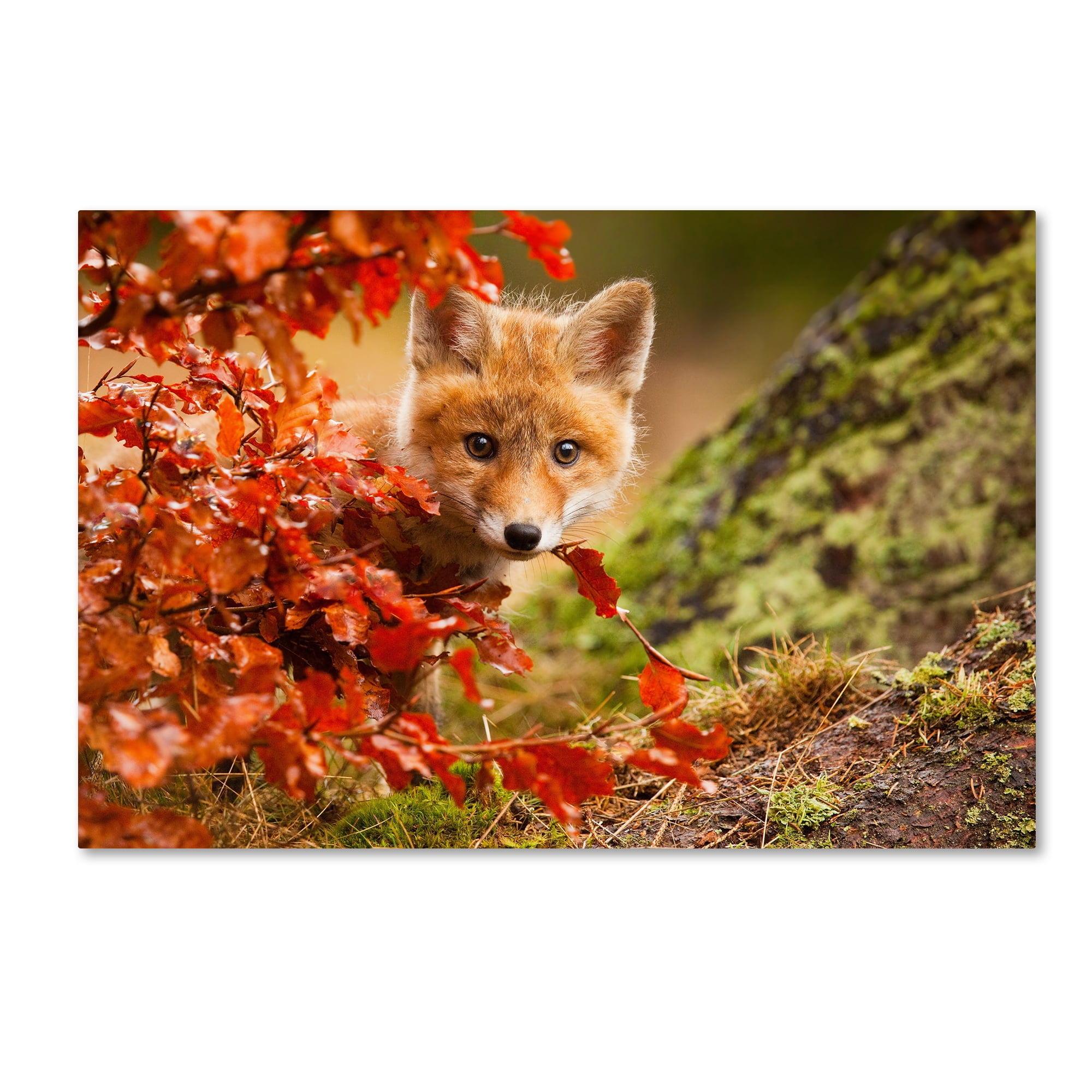 Trademark Fine Art 'Fox' Canvas Art by Robert Adamec