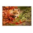 thumbnail image 1 of Trademark Fine Art 'Fox' Canvas Art by Robert Adamec, 1 of 3