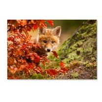 Trademark Fine Art 'Fox' Canvas Art by Robert Adamec