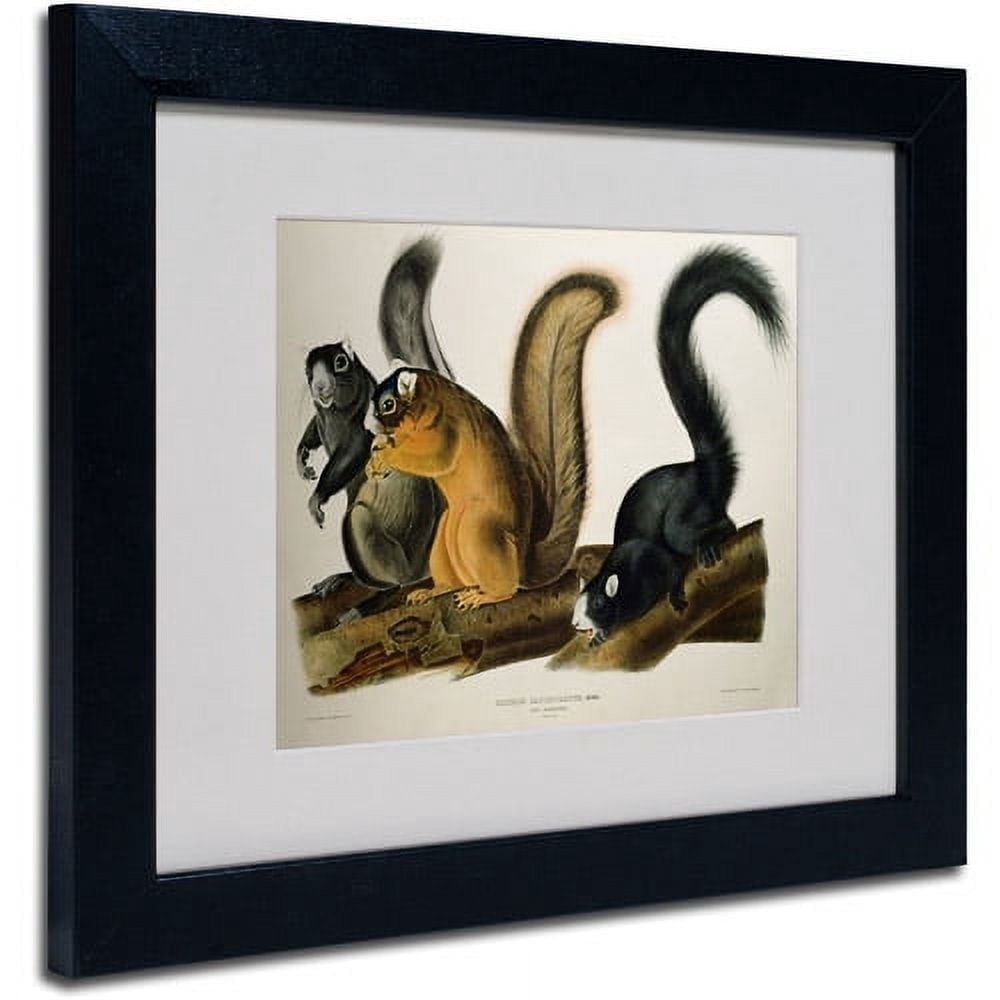 Trademark Fine Art "Fox Squirrel" Canvas Art by John James Audubon, Black Frame