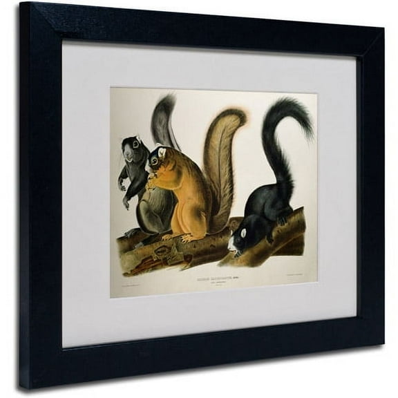 Trademark Fine Art "Fox Squirrel" Canvas Art by John James Audubon, Black Frame