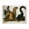 thumbnail image 1 of Trademark Fine Art "Fox Squirrel" Canvas Art by John James Audubon, 1 of 4