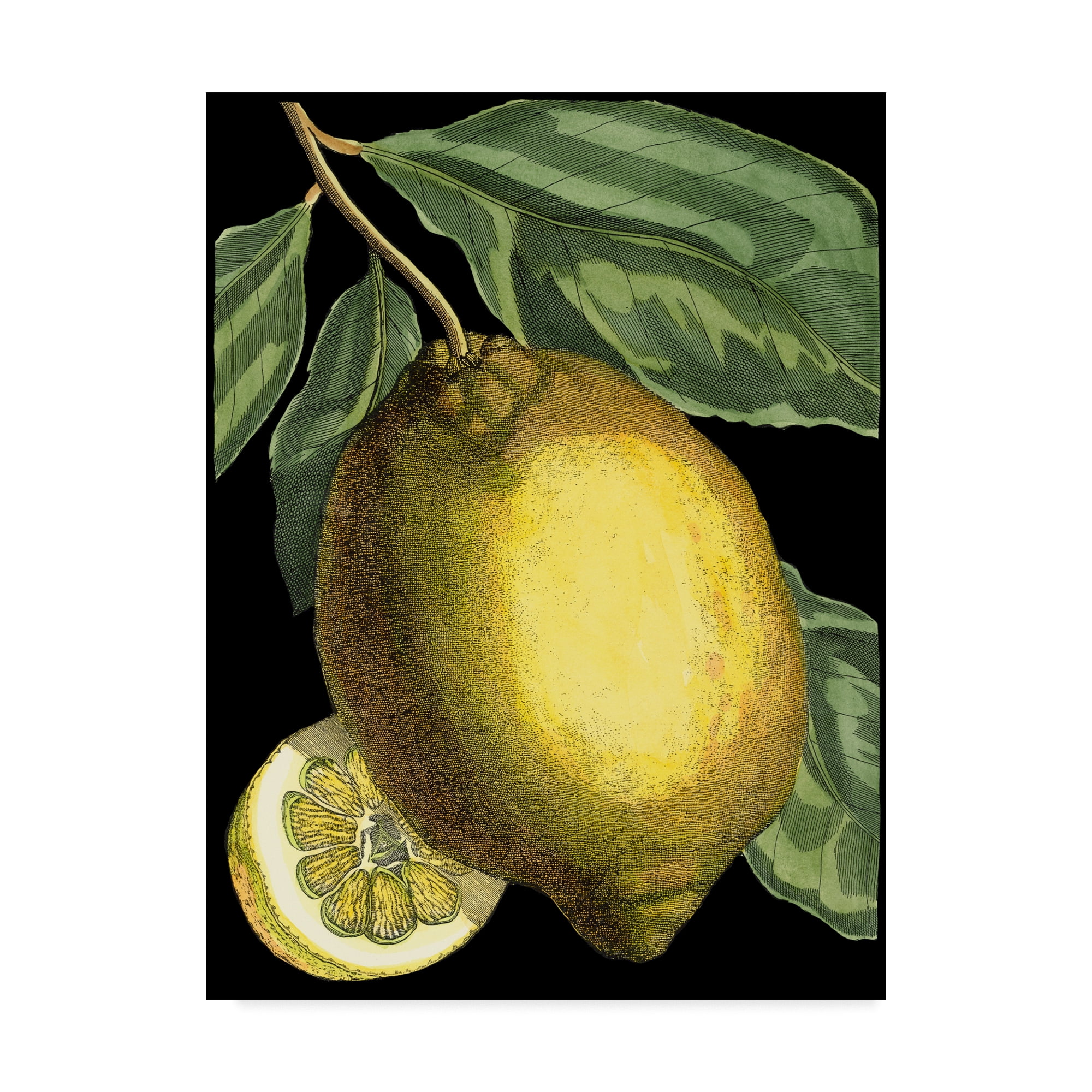 Trademark Fine Art 'Fragrant Citrus II' Canvas Art by Johann C. Volckamer