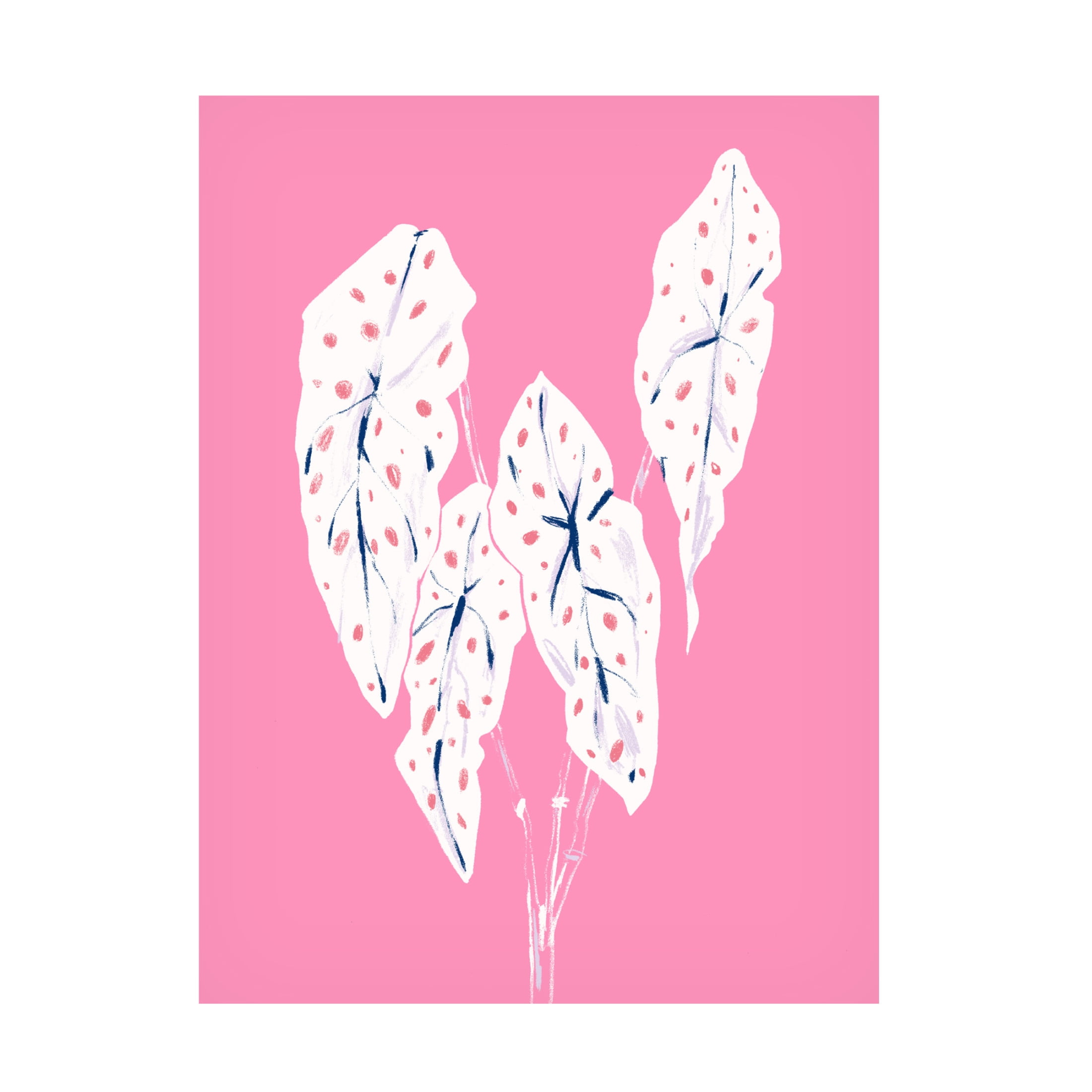 Trademark Fine Art Francesco Gulina Begonia Maculata Pink Canvas Wall Art