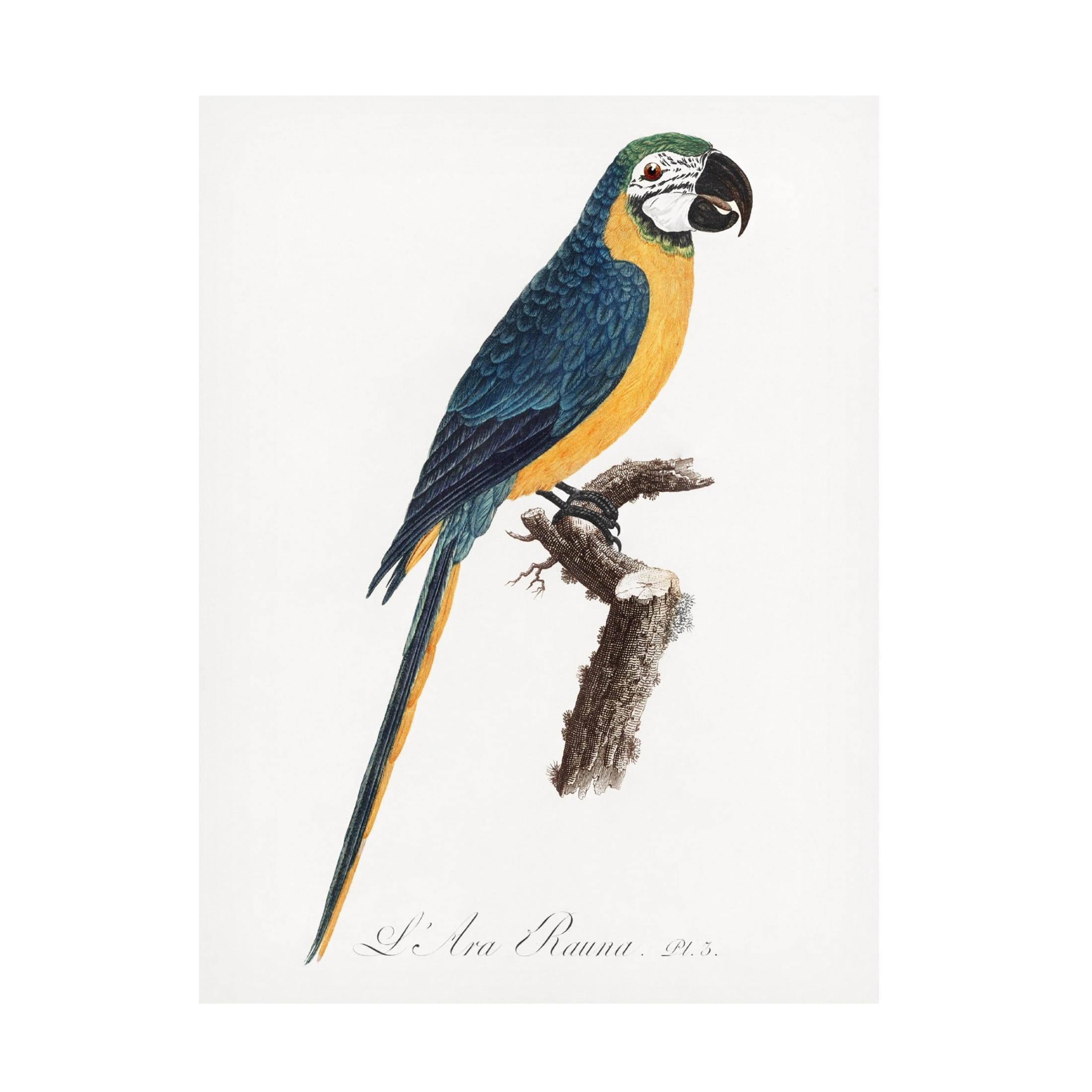 Trademark Fine Art Francois Levaillant Levaillant Parrot I Canvas Wall Art