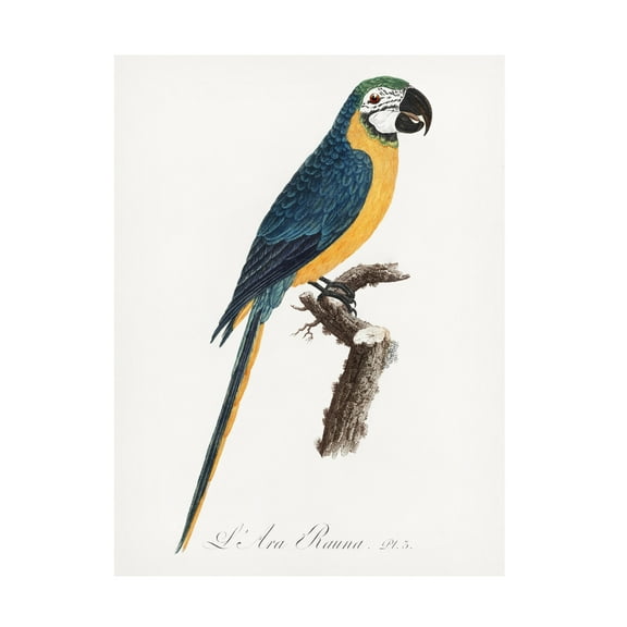Trademark Fine Art Francois Levaillant Levaillant Parrot I Canvas Wall Art