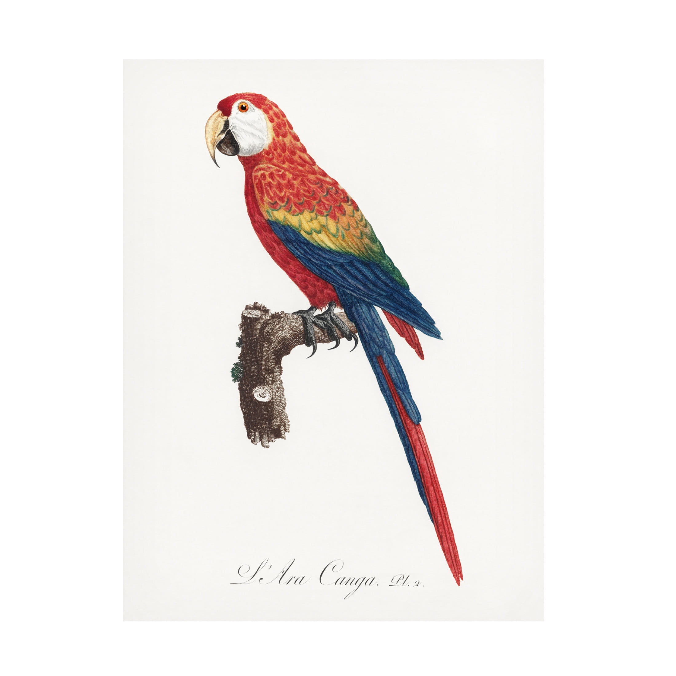 Trademark Fine Art Francois Levaillant Levaillant Parrot II Canvas Wall Art