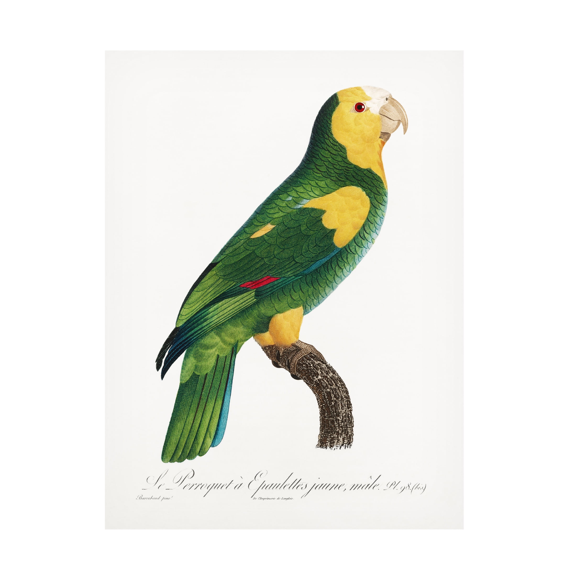 Trademark Fine Art Francois Levaillant  Levaillant Parrot III Canvas Wall Art