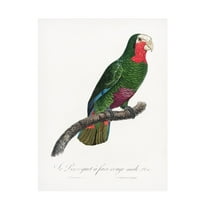 Trademark Fine Art Francois Levaillant  Levaillant Parrot V Canvas Wall Art