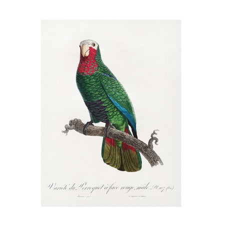Trademark Fine Art Francois Levaillant Levaillant Parrot VI Canvas Wall Art