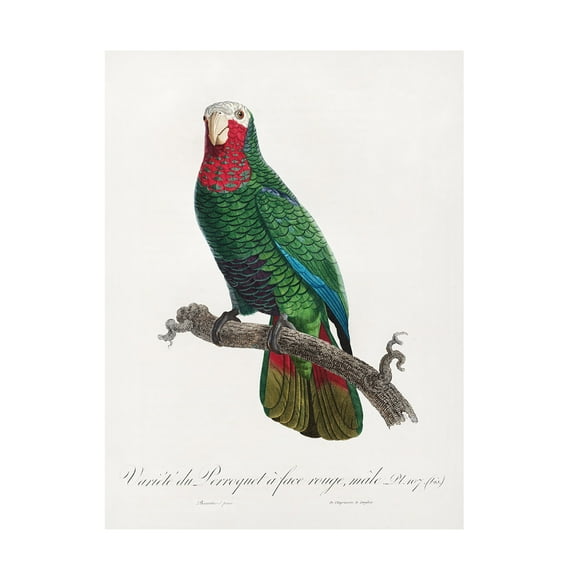 Trademark Fine Art Francois Levaillant  Levaillant Parrot VI Canvas Wall Art