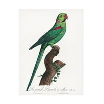 Trademark Fine Art Francois Levaillant  Levaillant Parrot VII Canvas Wall Art