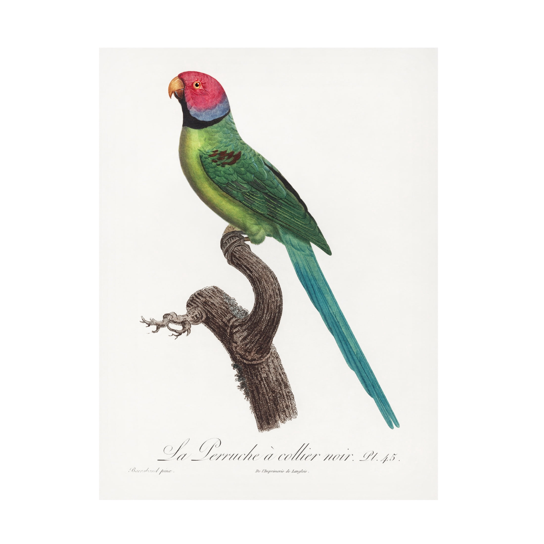 Trademark Fine Art Francois Levaillant Levaillant Parrot VIII Canvas Wall Art