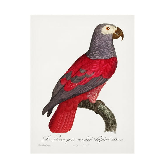 Trademark Fine Art Francois Levaillant Levaillant Parrot XI Canvas Wall Art