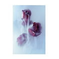thumbnail image 1 of Trademark Fine Art Franz Luxemburger Timeless Canvas Wall Art, 1 of 4