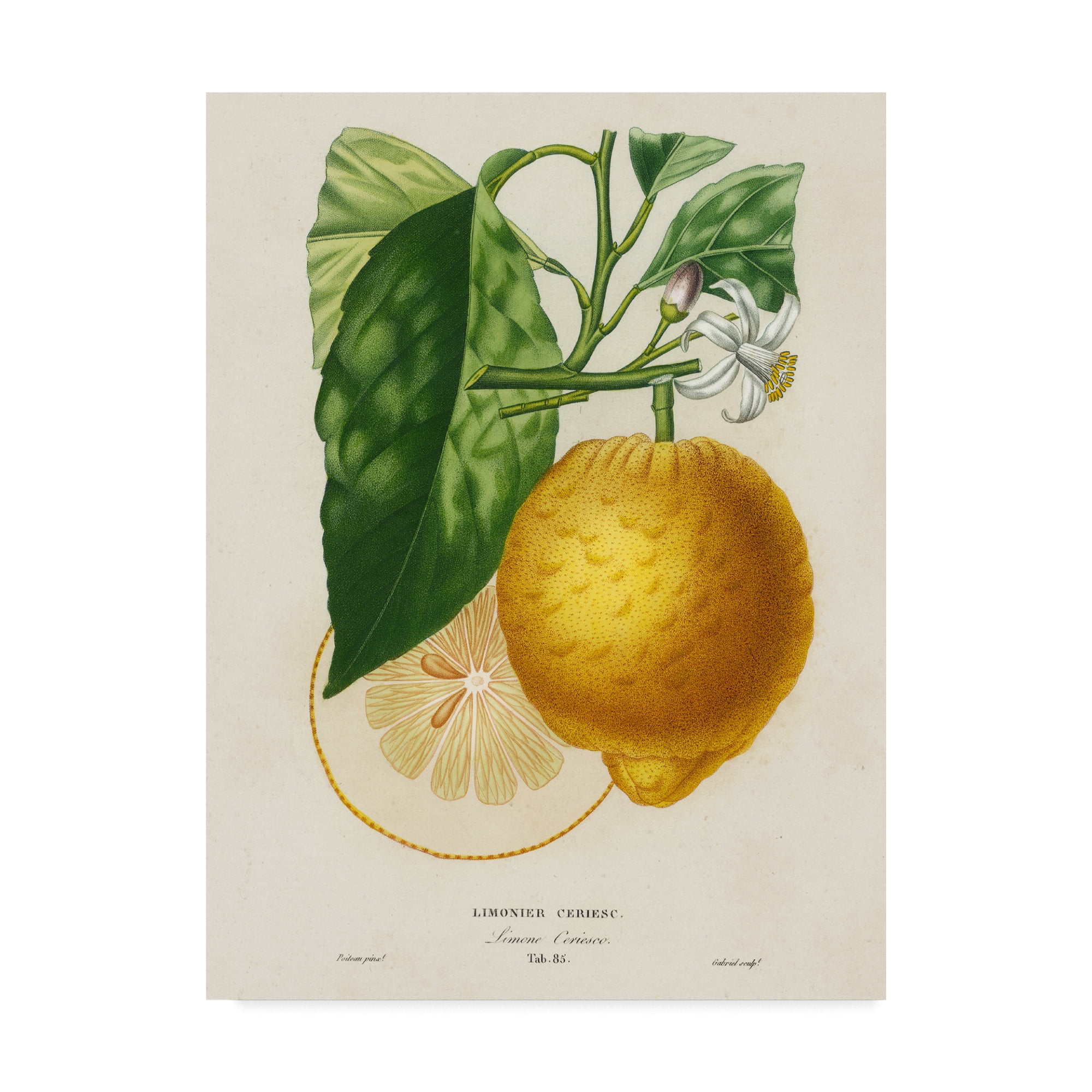 Vintage Botanical Lemon Canvas Art in Green and Yellow