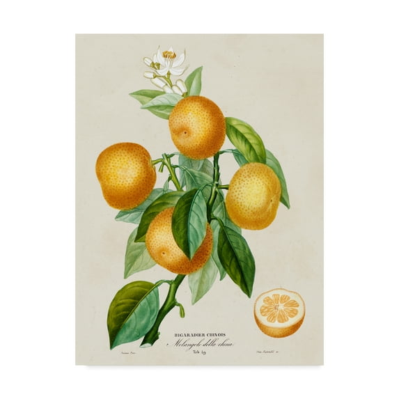 Trademark Fine Art 'French Orange Botanical III' Canvas Art by A. Risso
