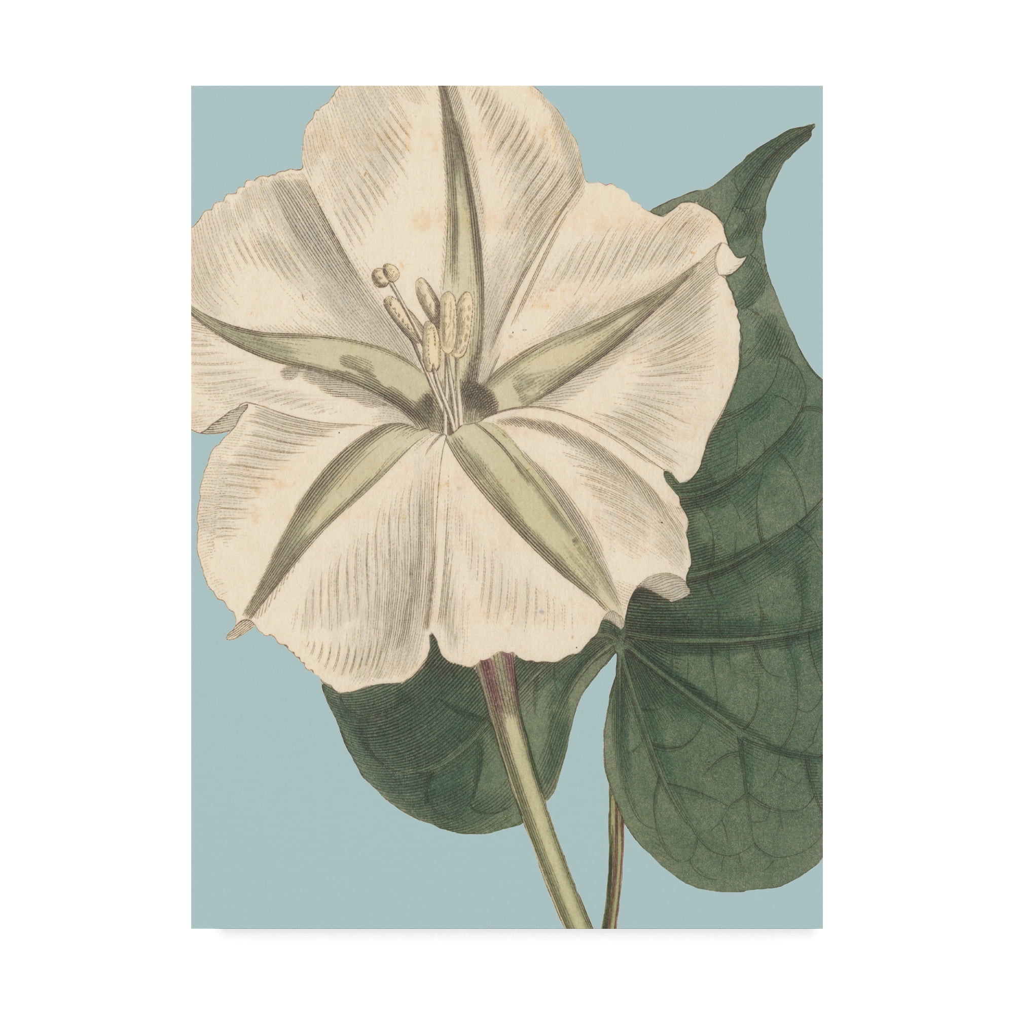 Trademark Fine Art 'Fresh Florals IV' Canvas Art by Vision Studio