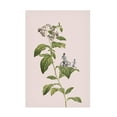 thumbnail image 1 of Trademark Fine Art Frida Floral Studio Botanical cycling Canvas Wall Art, 1 of 4