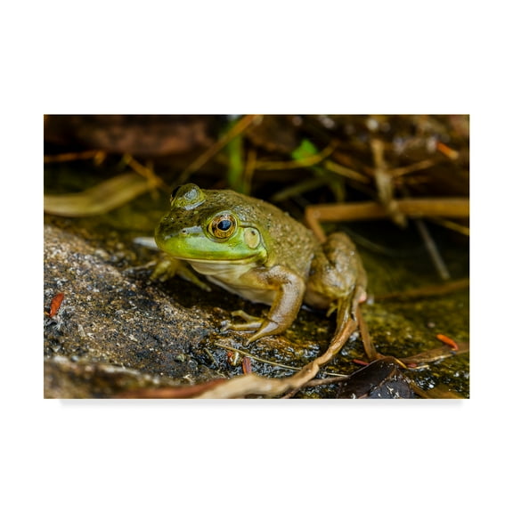Trademark Fine Art 'Frog Ribbit' Canvas Art by Brenda Petrella Photography Llc