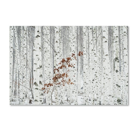 Trademark Fine Art 'From White' Canvas Art by Donghee, Han