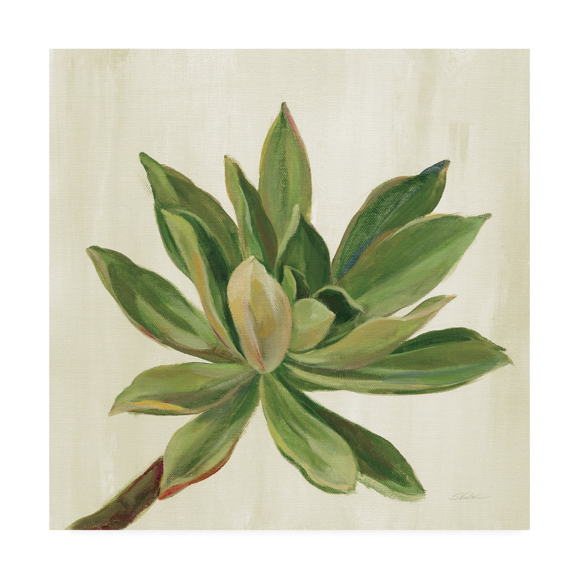 Trademark Fine Art 'Front Yard Succulent I' Canvas Art by Silvia Vassileva