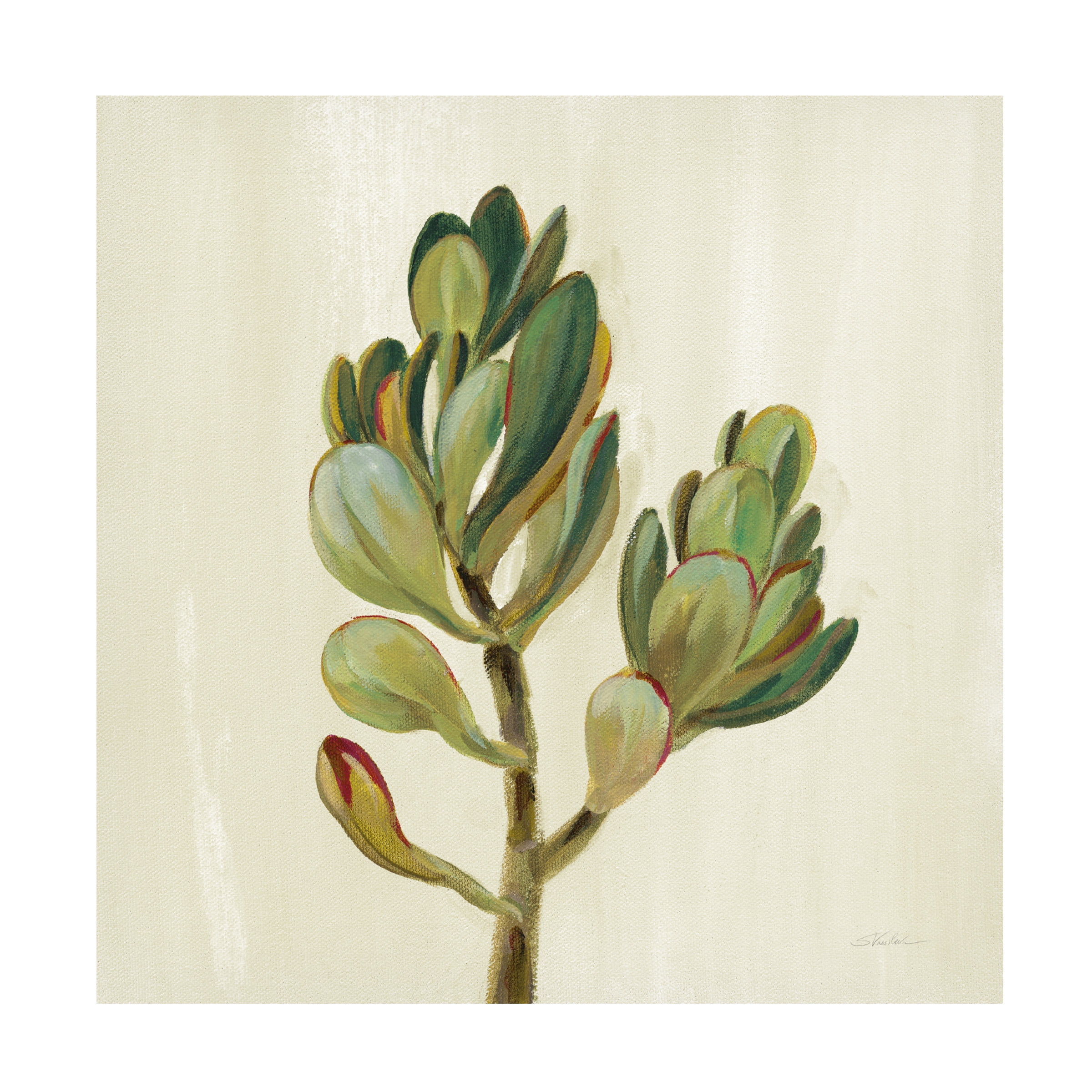Trademark Fine Art 'Front Yard Succulent II' Canvas Art by Silvia Vassileva
