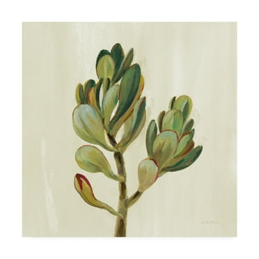Trademark Fine Art 'Front Yard Succulent II' Canvas Art by Silvia Vassileva