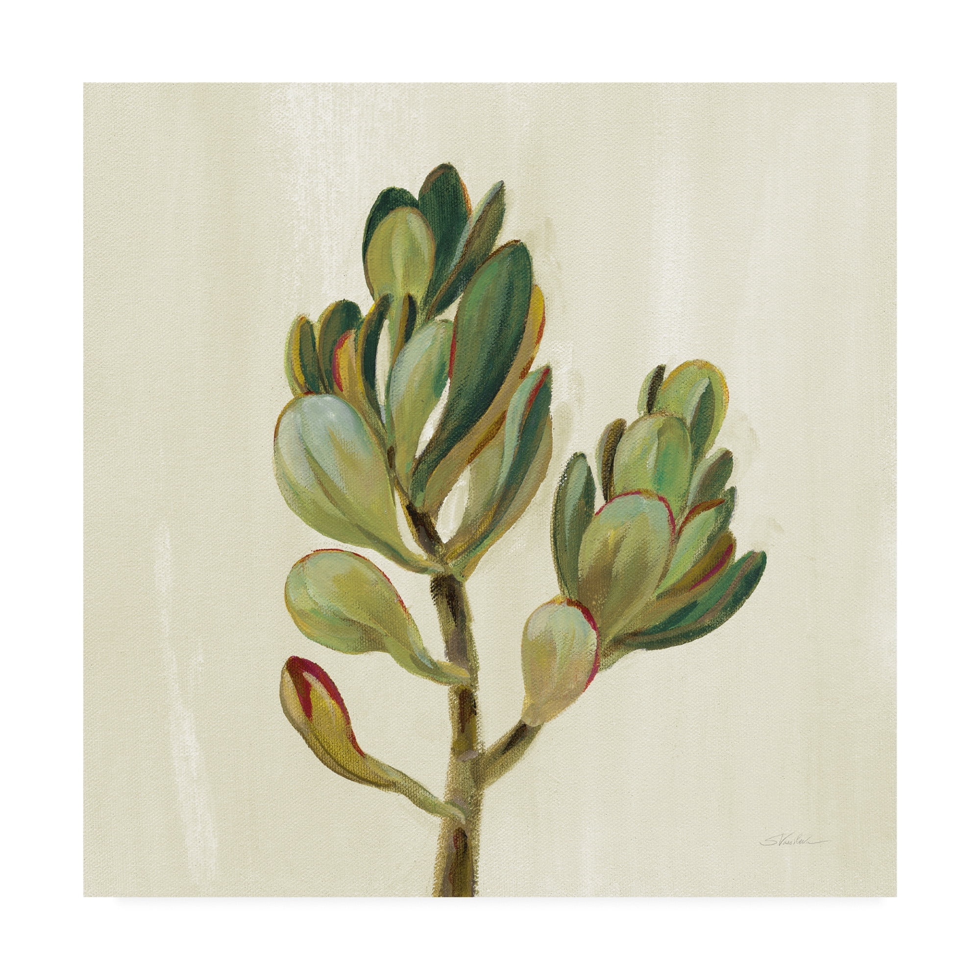 Trademark Fine Art 'Front Yard Succulent II' Canvas Art by Silvia Vassileva