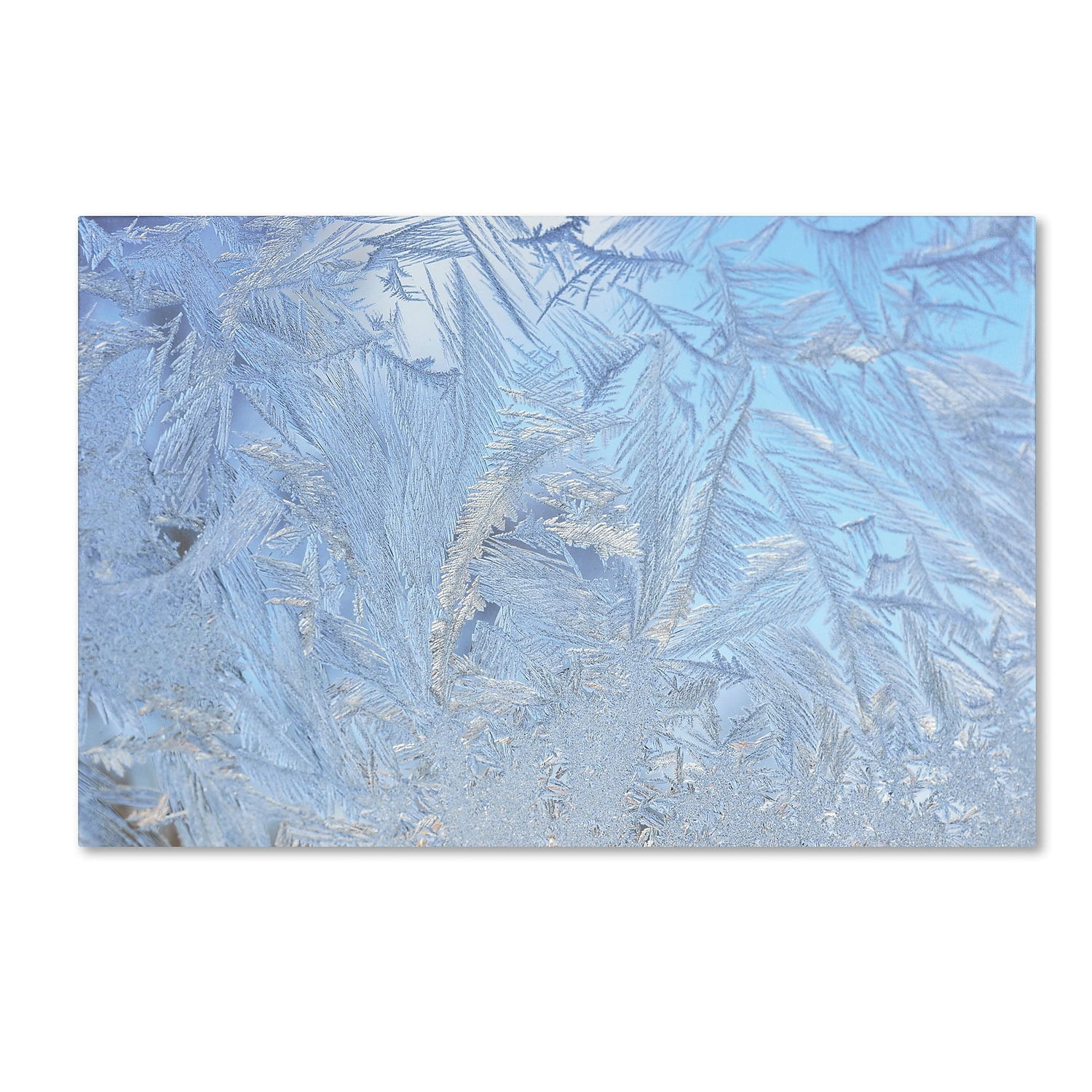 Trademark Fine Art "Frost Pattern 3" Canvas Art by Kurt Shaffer