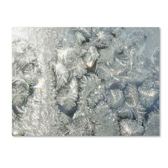 Trademark Fine Art "Frost Pattern in the Sun" Canvas Art by Kurt Shaffer