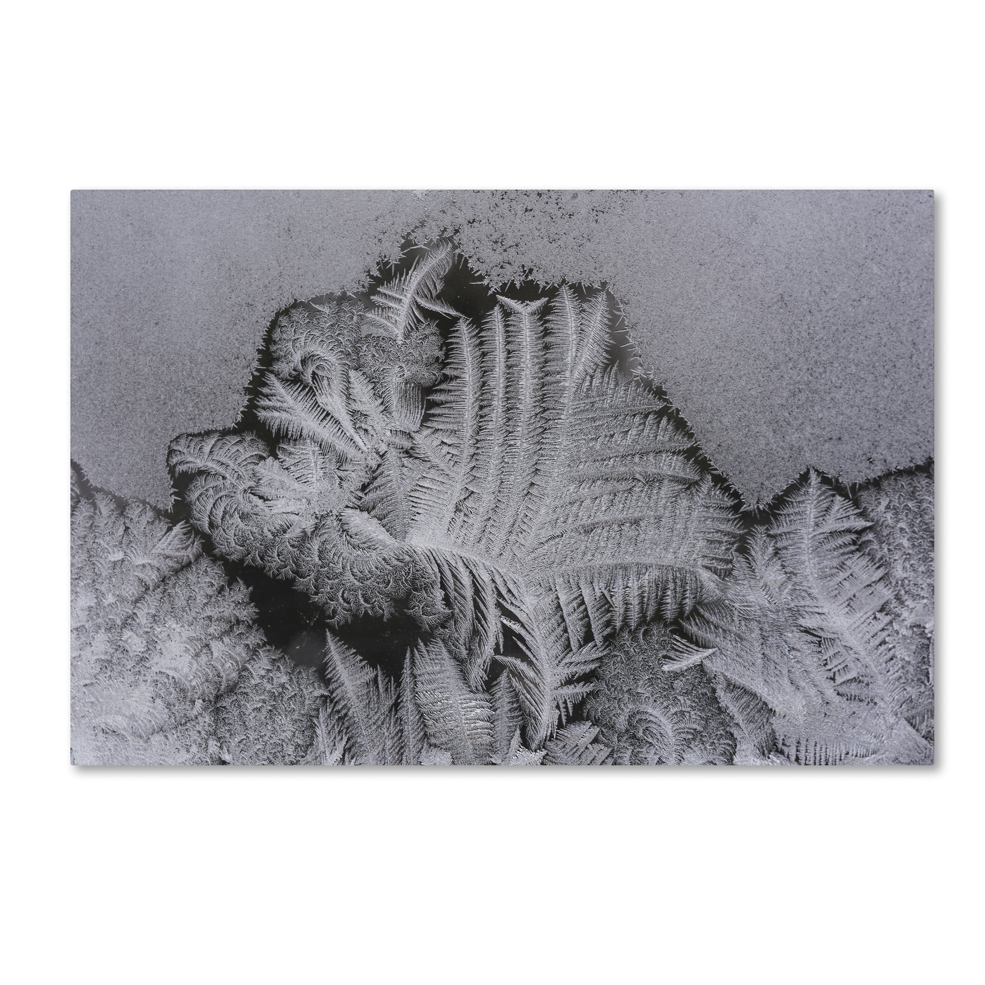 Trademark Fine Art 'Frost on my Window' Canvas Art by Kurt Shaffer