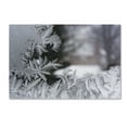 thumbnail image 1 of Trademark Fine Art 'Frost on my Window IV' Canvas Art by Kurt Shaffer, 1 of 3