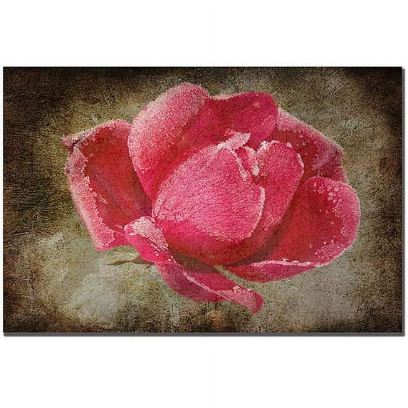 Trademark Fine Art "Frosted Rose" Canvas Art by Lois Bryan