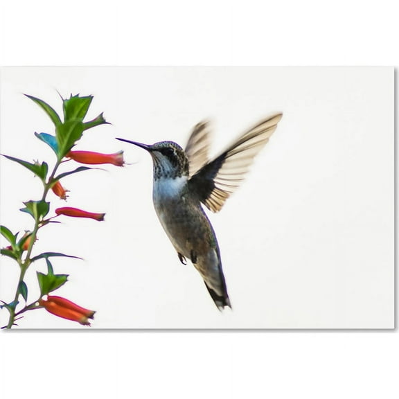 Trademark Fine Art "Frozen in Flight" Canvas Art by Kurt Shaffer