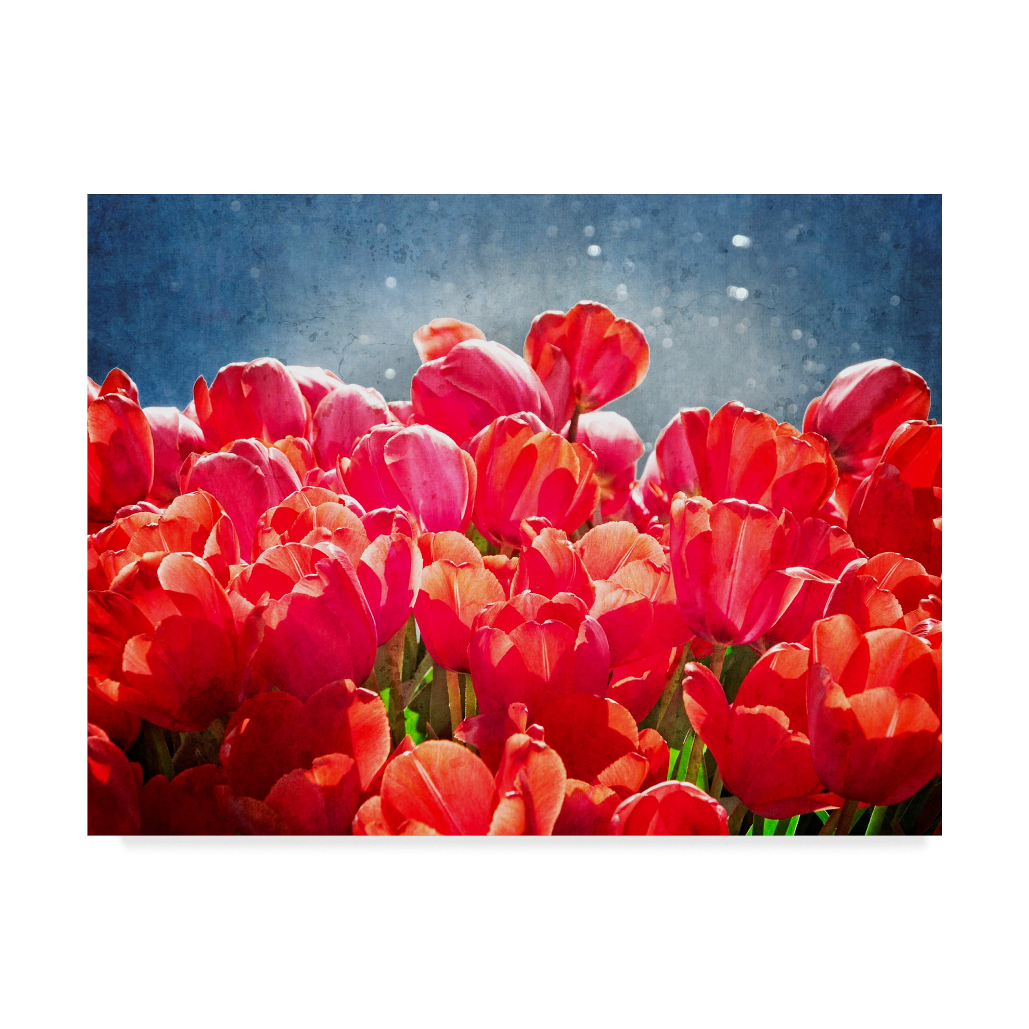 Trademark Fine Art 'Fuchsia Tulips I' Canvas Art by Rachel Perry