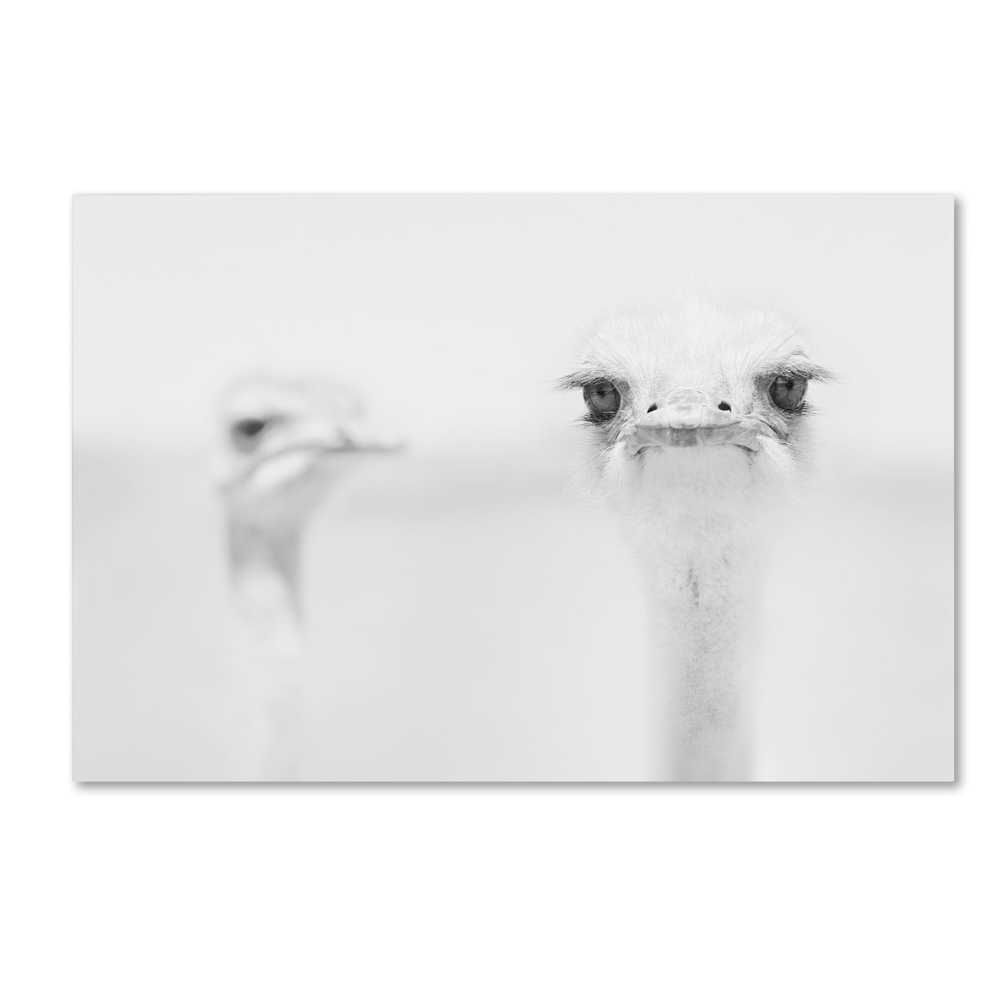 Funny Ostrich Framed Canvas Print in White Scene