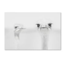 Trademark Fine Art 'Funny Ostrich' Canvas Art by Carlo Tonti