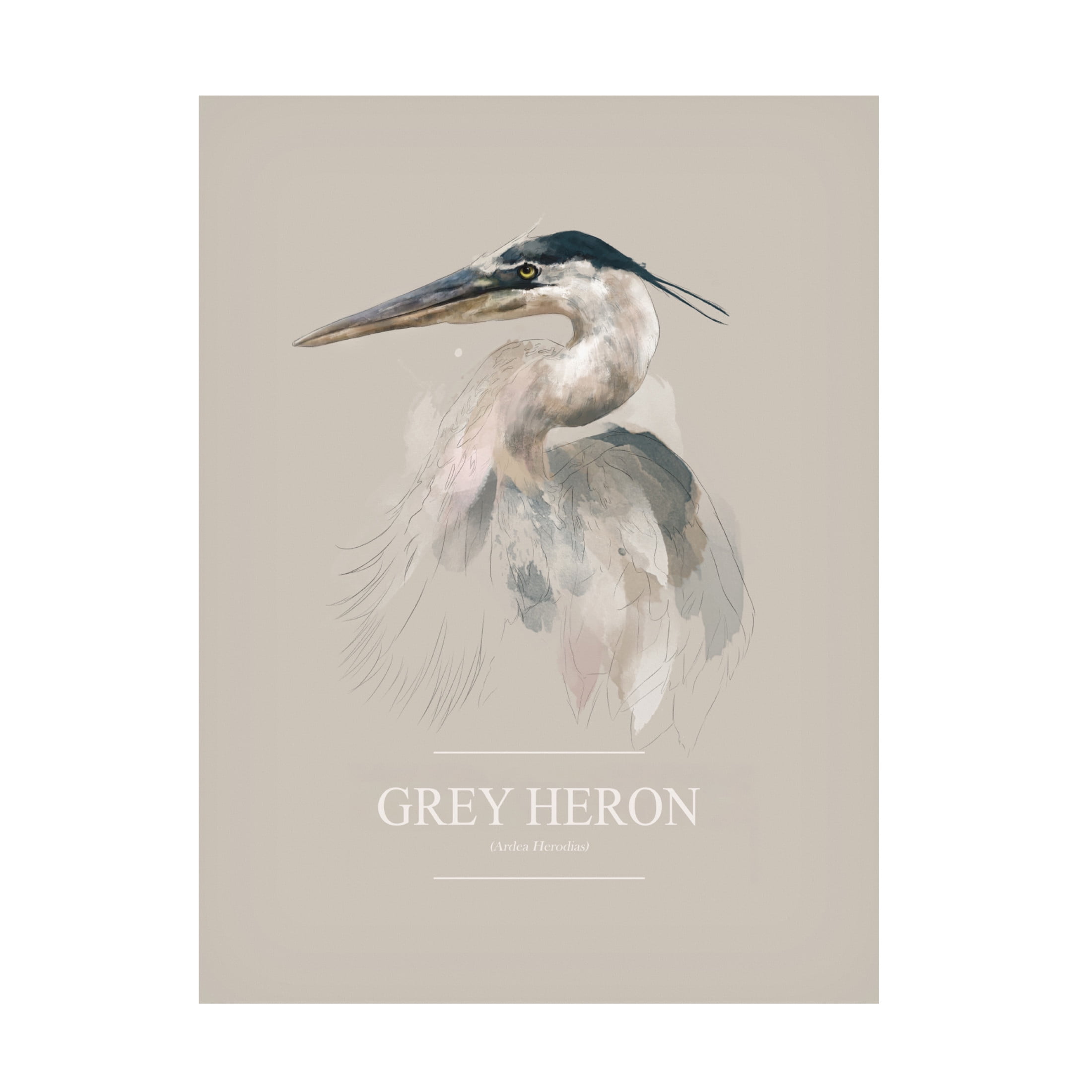 Trademark Fine Art Gabriella Roberg Grey Heron Canvas Wall Art
