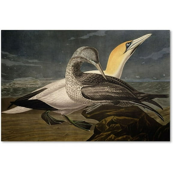 Trademark Fine Art "Gannets" Canvas Art by John James Audubon