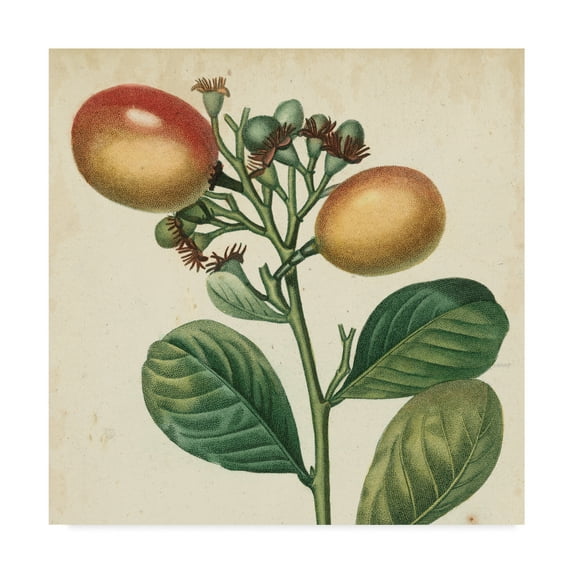 Trademark Fine Art 'Garden Bounty I' Canvas Art by Vision Studio