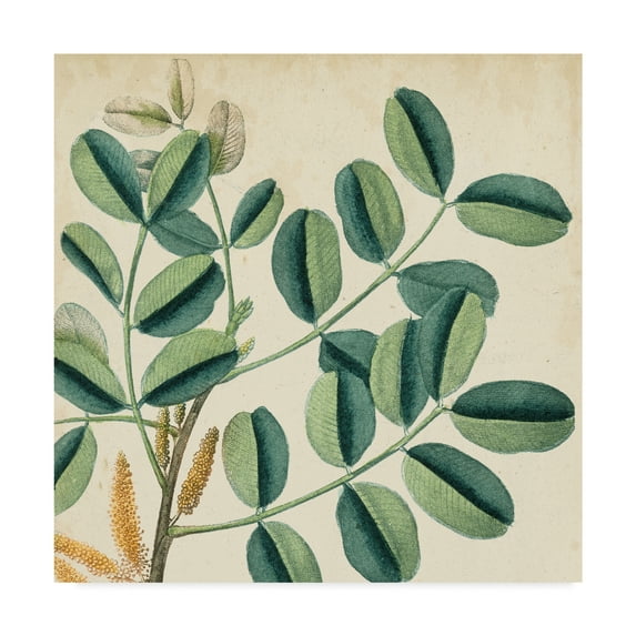 Trademark Fine Art 'Garden Bounty IX' Canvas Art by Vision Studio